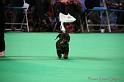 Crufts2011_2 742